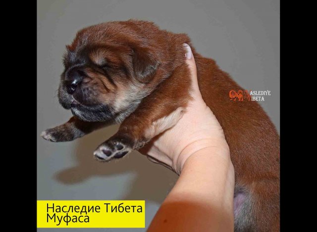 Щенки от пары Ерик х Конфета